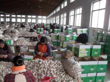  garlic   price  in  china 