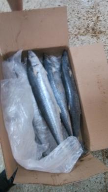 Spanish Mackerel