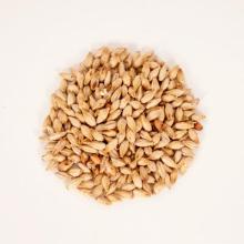  Barley  Malt - Pilsen - Crop 2015