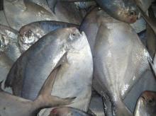 Frozen  silver   pomfret 
