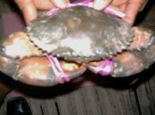 Frozen Mud Crab/Stone Crab