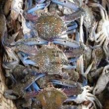 Frozen  swimming   crab 
