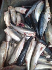 100% NEW frozen  mackerel   HGT  100-200g 200-300g HG  mackerel 