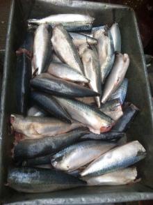 100% Net weight frozen mackerel HGT 100/200g 200/300g