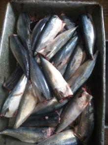 100/200g canned Pacific mackerel HGT