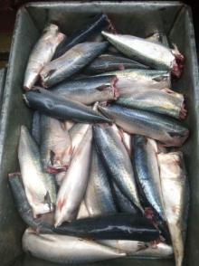 100-150g HGT frozen canned mackerel HGT