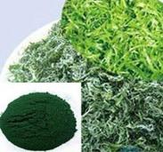  Spirulina   Powder 