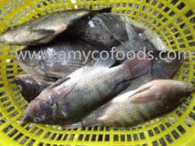 Tilapia whole round fresh frozen 100% fresh