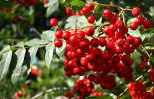 Chokeberry Extract 5-25% Anthocyanin--Raw Ingredient