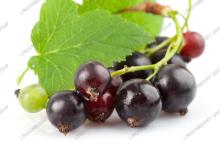 Black Currant Extract 5-60% Anthocyanin--Raw Ingredient
