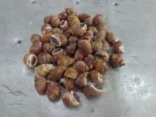FROZEN TOP SHELL BAIGAI BABYLONIA