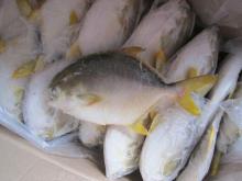 Frozen Golden Pompano  Fish   Pomfret 