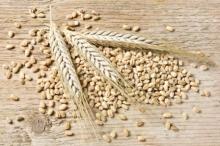 Cereals, Instant cereals with coffee, Spray dried instant cereals