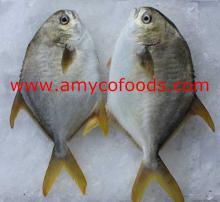 Golden Pompano/Pomfret WR