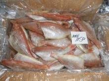  Frozen   Sea   Bream 