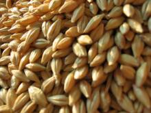 good supply of Russian Feed barley for animal the crop of 2014