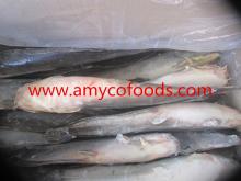 Catfish whole round IQF