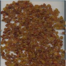 Malayeri Raisin anti Cancer