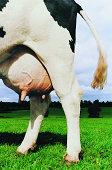 New Zealand  Dairy  Milking  Cow s