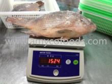 Frozen Tilapia Fish Whole Round Grade A
