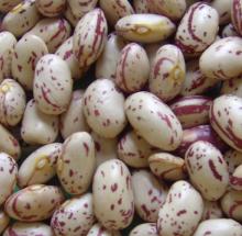  Long   Shape  Light Speckled Kidney Beans