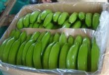 FRESH GREEN CAVENDISH BANANAS