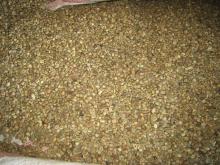  Robusta   coffee   beans 