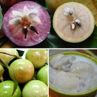 STAR-APPLE products,Philippines STAR-APPLE supplier