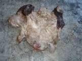 WET SALTED  RABBIT  HIDES