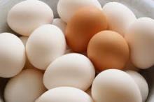 Chicken  fertile   hatching   eggs 