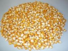 Yellow Corn