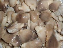 brined oyester