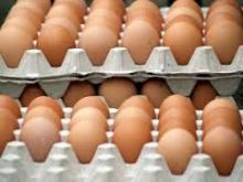 FERTILE CHICKEN HATCHING EGGS COBB 500 & ROSS 308