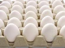 Table Chicken Egg for Sale