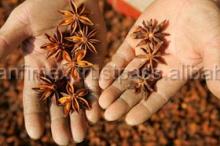Best Price Vietnam STAR ANISE