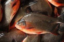 Frozen Red Pomfret