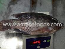 Fish Tilapia Whole Frozen High Quality