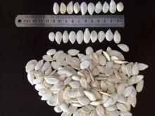 Snow white pumpkin seed