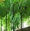 Natural  Mucuna  Pruriens  Extract 