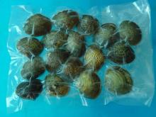 Nourishing Individual Quick  Frozen   Clam  in  Shell 