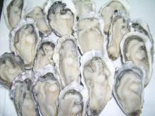 Yummy Individual Quick Frozen Clam Meat for Seafood Recipe