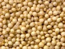 Organic Quinoa Grain