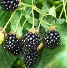 Blackberry Juice Powder