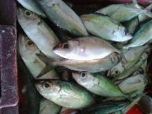 Sell: Frozen big eyes scad whole round