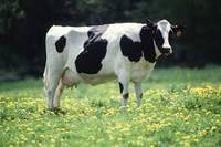 Live  Pregnant   Heifers  Cattles and Lambs