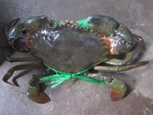 Live Crab
