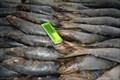 frozen sardinella