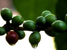 Roasted Coffee Beans (ROBUSTA)