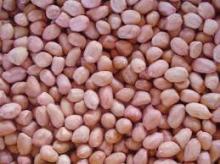 Raw Peanut For Sale