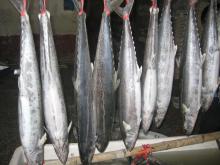 IQF Frozen spanish mackerel